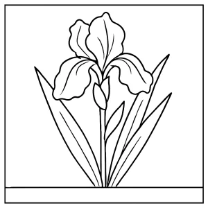 Iris flower coloring page for free printable activities